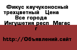 Фикус каучуконосный трехцветный › Цена ­ 500 - Все города  »    . Ингушетия респ.,Магас г.